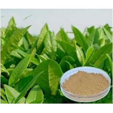 Green Tea Extract